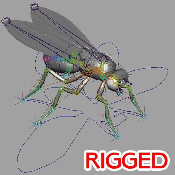 drosophila melanogaster fruit fly obj - Drosophila melanogaster (Fruit Fly) by triduza