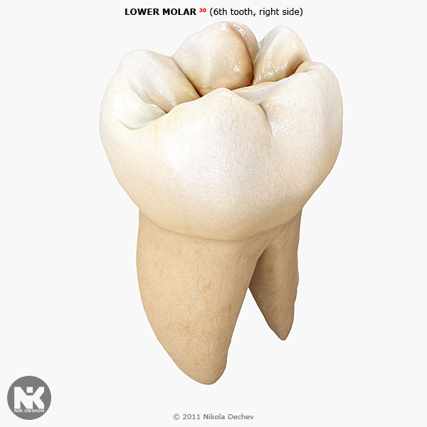 max v4 0 molars - 1st Right Permanent Molars v4.0 by Nikola Dechev