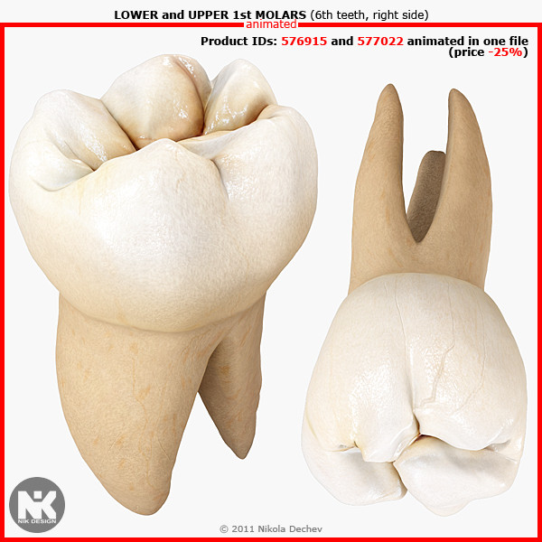 max v4 0 molars - 1st Right Permanent Molars v4.0 by Nikola Dechev