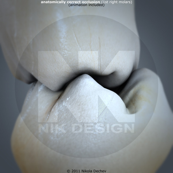 max v4 0 molars - 1st Right Permanent Molars v4.0 by Nikola Dechev
