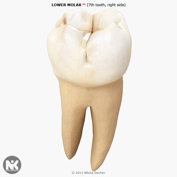 v4 0 7th tooth 3d max - Molar Lower (7th tooth) v4.0 by Nikola Dechev