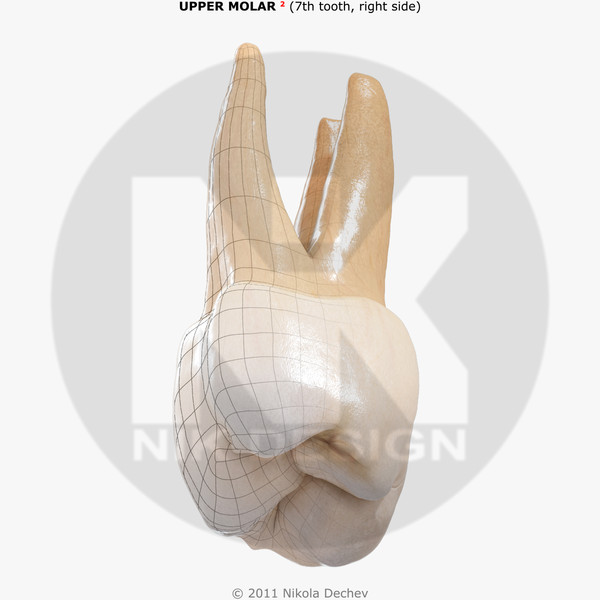 v4 0 7th tooth 3d model - Molar Upper (7th tooth) v4.0 by Nikola Dechev