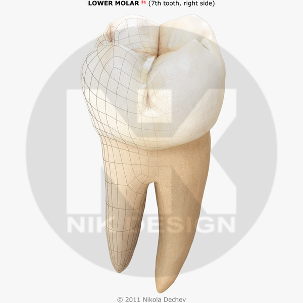 v4 0 7th tooth 3d max - Molar Lower (7th tooth) v4.0 by Nikola Dechev
