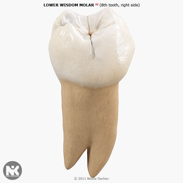 3ds max v4 0 molars - 3rd Right Permanent Molars v4.0 by Nikola Dechev