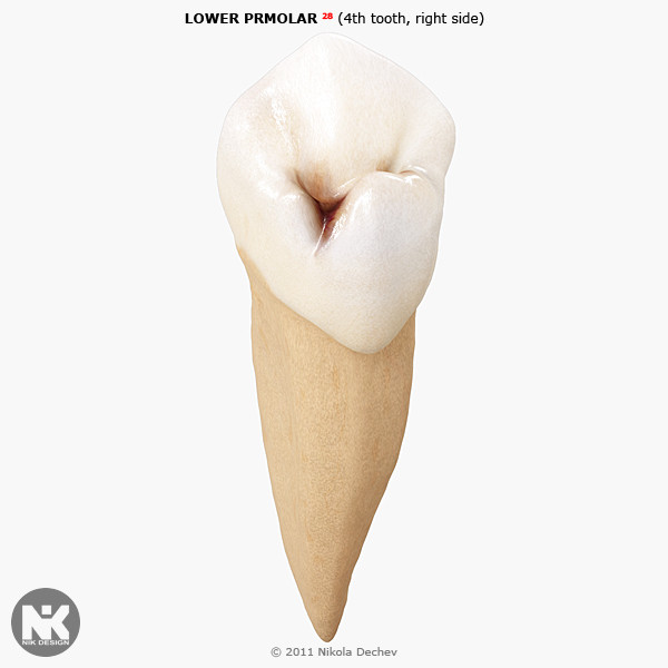 3d v4 0 4th tooth model - Premolar Lower (4th tooth) v4.0 by Nikola Dechev