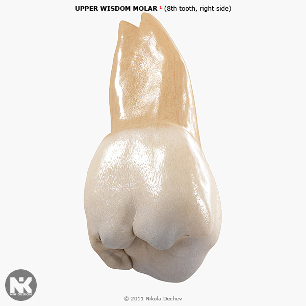 3ds max v4 0 molars - 3rd Right Permanent Molars v4.0 by Nikola Dechev