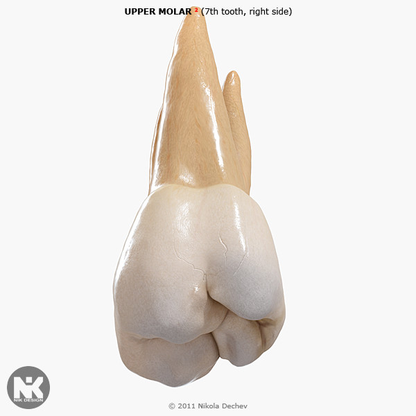 v4 0 molars max - 2nd Right Permanent Molars v4.0 by Nikola Dechev