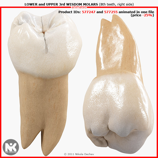 3ds max v4 0 molars - 3rd Right Permanent Molars v4.0 by Nikola Dechev