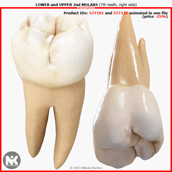 v4 0 molars max - 2nd Right Permanent Molars v4.0 by Nikola Dechev