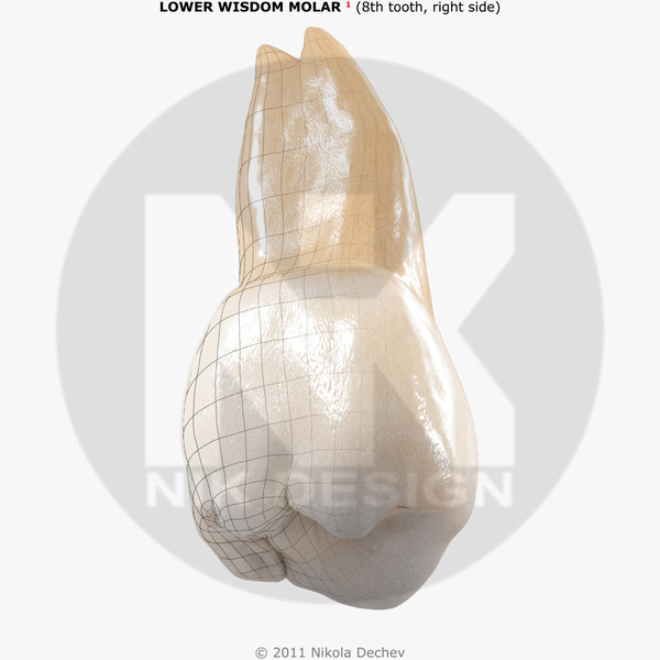v4 0 8th tooth max - Molar Upper (8th wisdom  tooth) v4.0 by Nikola Dechev