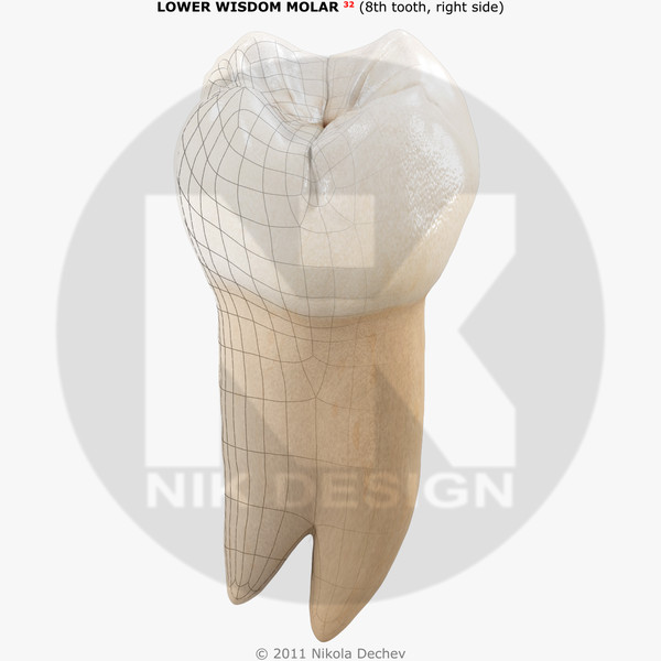 3d model v4 0 8th tooth - Molar Lower (8th wisdom  tooth) v4.0 by Nikola Dechev