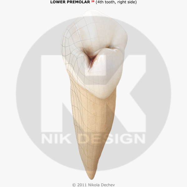 3d v4 0 4th tooth model - Premolar Lower (4th tooth) v4.0 by Nikola Dechev