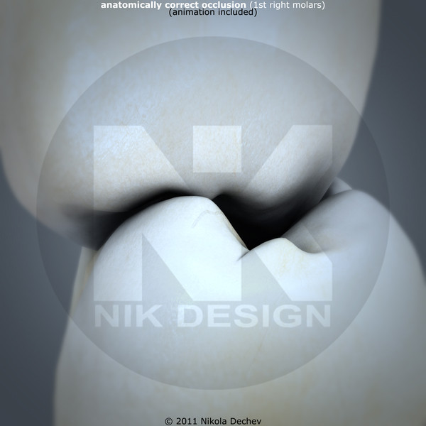 v4 0 molars max - 2nd Right Permanent Molars v4.0 by Nikola Dechev