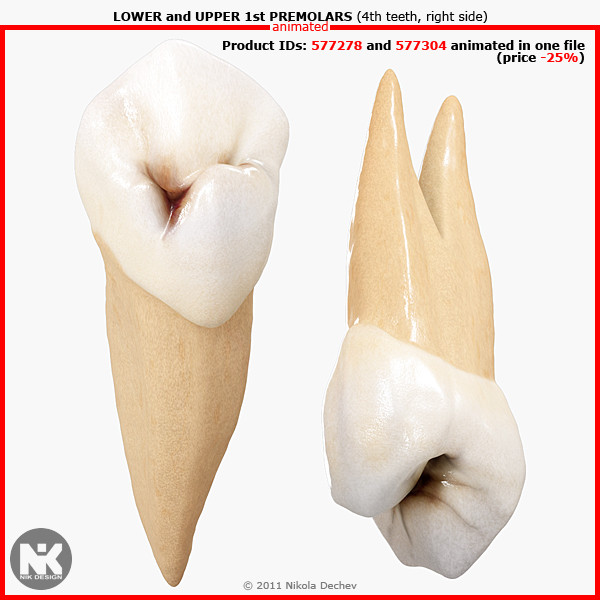 3d v4 0 premolars - 1st Right Permanent Premolars v4.0 by Nikola Dechev