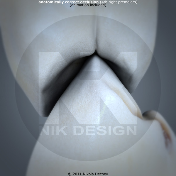 3d v4 0 premolars - 1st Right Permanent Premolars v4.0 by Nikola Dechev