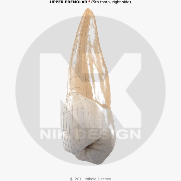 v4 0 5th tooth 3d model - Premolar Upper (5th tooth) v4.0 by Nikola Dechev