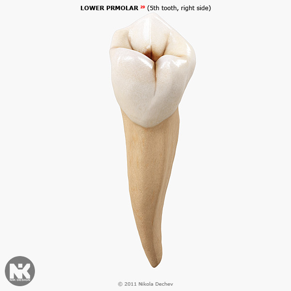 3ds max v4 0 premolars - 2nd Right Permanent Premolars v4.0 by Nikola Dechev