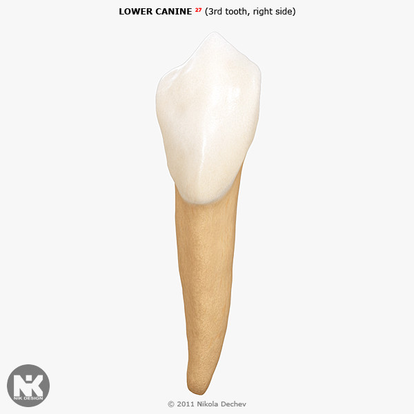 3d max v4 0 3rd tooth - Canine Lower (3rd tooth) v4.0 by Nikola Dechev