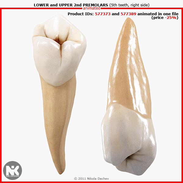 3ds max v4 0 premolars - 2nd Right Permanent Premolars v4.0 by Nikola Dechev