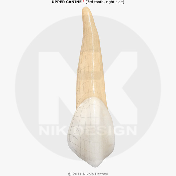 v4 0 3rd tooth 3d max - Canine Upper (3rd tooth) v4.0 by Nikola Dechev
