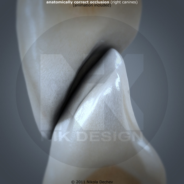 3d model v4 0 canines - Right Permanent Canines v4.0 by Nikola Dechev