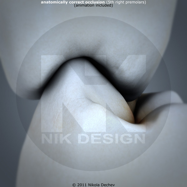 3ds max v4 0 premolars - 2nd Right Permanent Premolars v4.0 by Nikola Dechev