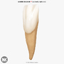 v4 0 1st tooth 3d model