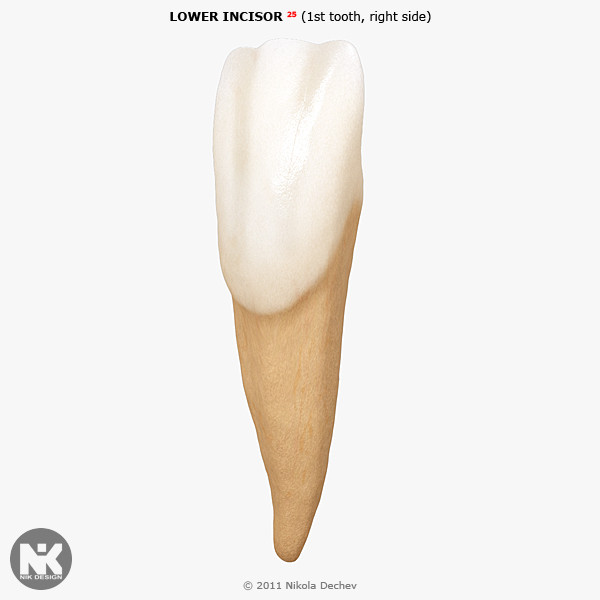 3d v4 0 incisors model - Right Permanent Central Incisors v4.0... by Nikola Dechev