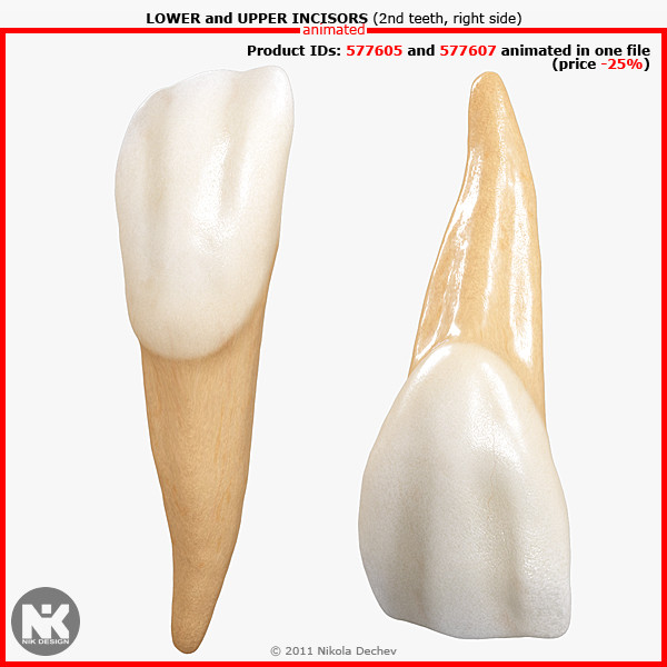 v4 0 incisors 3d max - Right Permanent Lateral Incisors v4.0 by Nikola Dechev