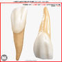 v4 0 incisors 3d max