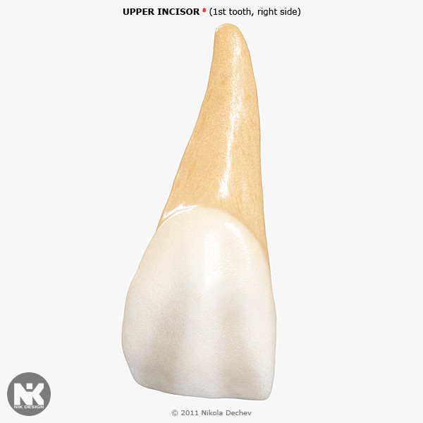 3d v4 0 incisors model - Right Permanent Central Incisors v4.0... by Nikola Dechev