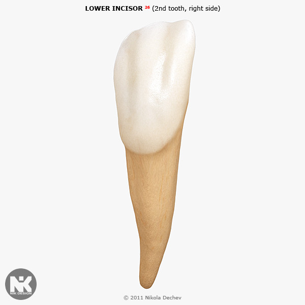 v4 0 2nd tooth 3d max - Incisor Lower Lateral (2nd tooth) v4.0 by Nikola Dechev
