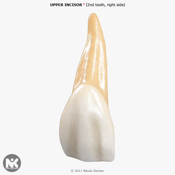 v4 0 2nd tooth 3d model - Incisor Upper Lateral (2nd tooth) v4.0 by Nikola Dechev