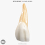v4 0 2nd tooth 3d model