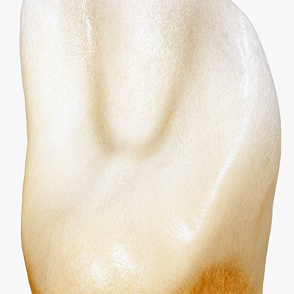 v4 0 2nd tooth 3d max - Incisor Lower Lateral (2nd tooth) v4.0 by Nikola Dechev