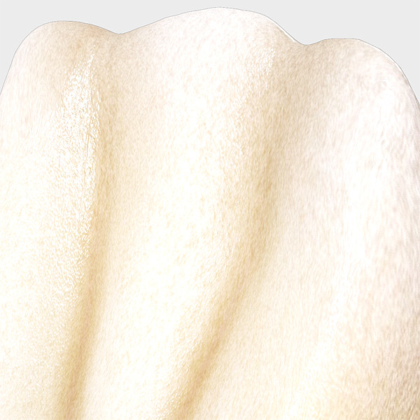 3d v4 0 incisors model - Right Permanent Central Incisors v4.0... by Nikola Dechev