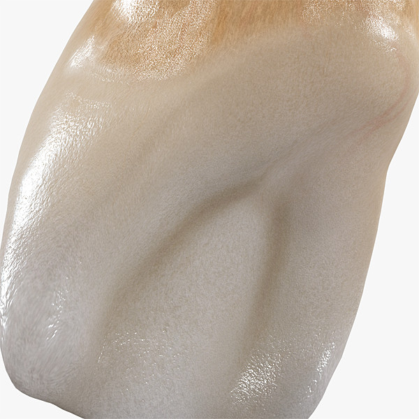 v4 0 incisors 3d max - Right Permanent Lateral Incisors v4.0 by Nikola Dechev