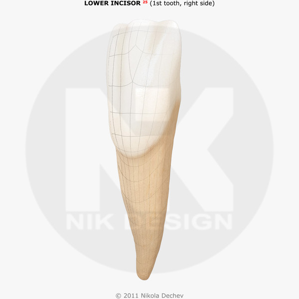 v4 0 1st tooth 3d model - Incisor Lower Central (1st tooth) v4.0 by Nikola Dechev