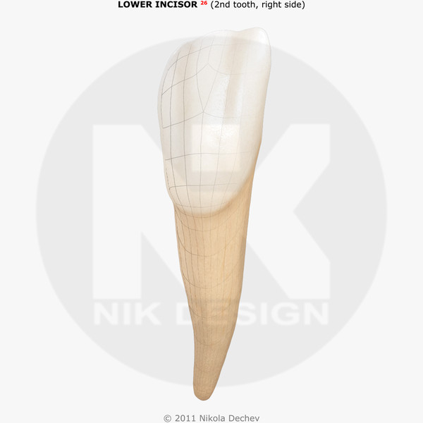 v4 0 2nd tooth 3d max - Incisor Lower Lateral (2nd tooth) v4.0 by Nikola Dechev