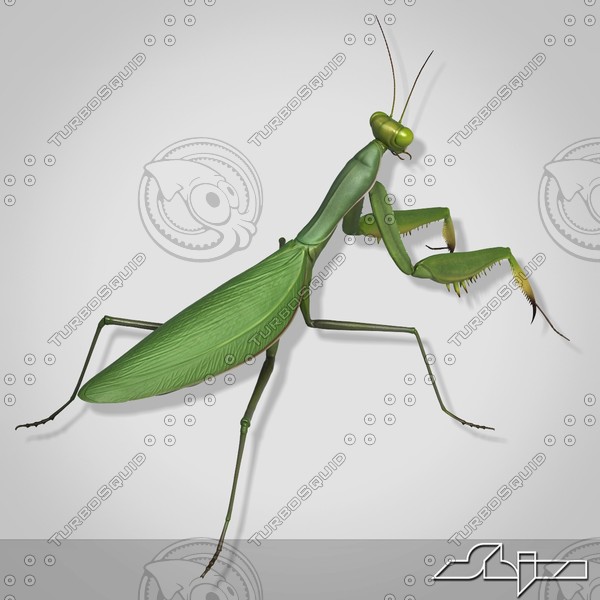 3d mantis religiosa - Mantis religiosa by shiva3d