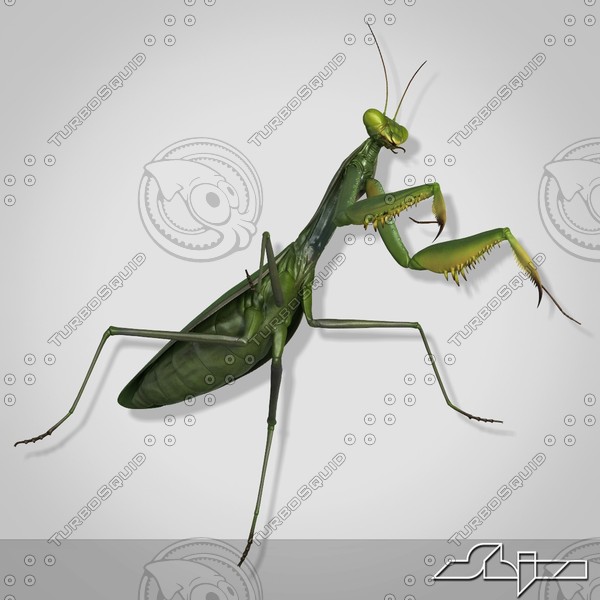 3d mantis religiosa - Mantis religiosa by shiva3d