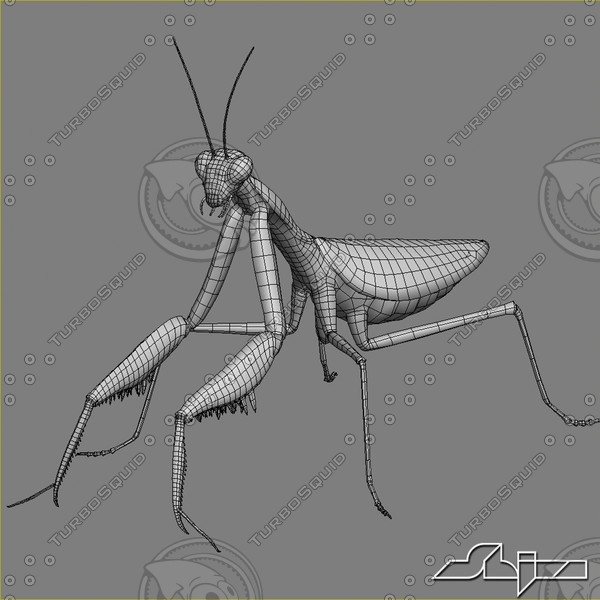 3d mantis religiosa - Mantis religiosa by shiva3d