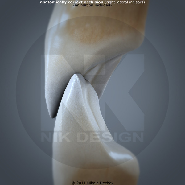 v4 0 incisors 3d max - Right Permanent Lateral Incisors v4.0 by Nikola Dechev