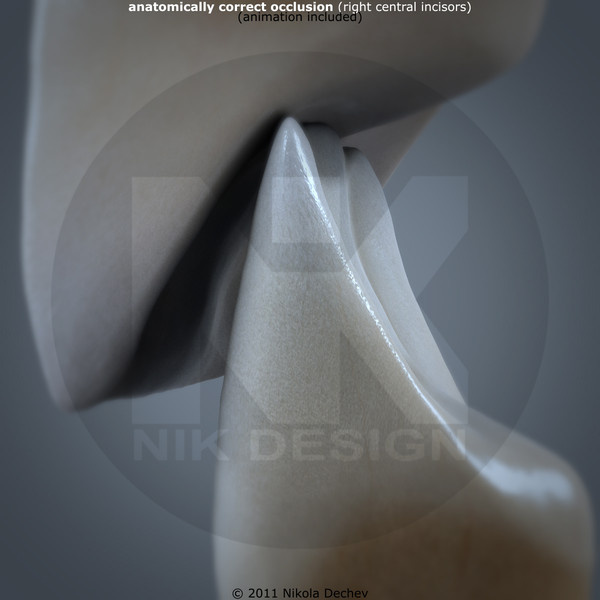 3d v4 0 incisors model - Right Permanent Central Incisors v4.0... by Nikola Dechev