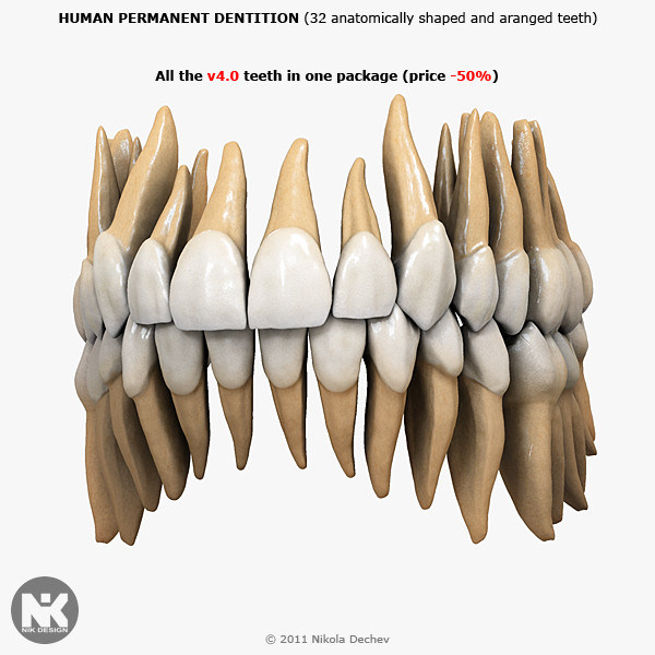 maya v4 0 teeth - Adult Human Permanent Dentition v4.0 by Nikola Dechev