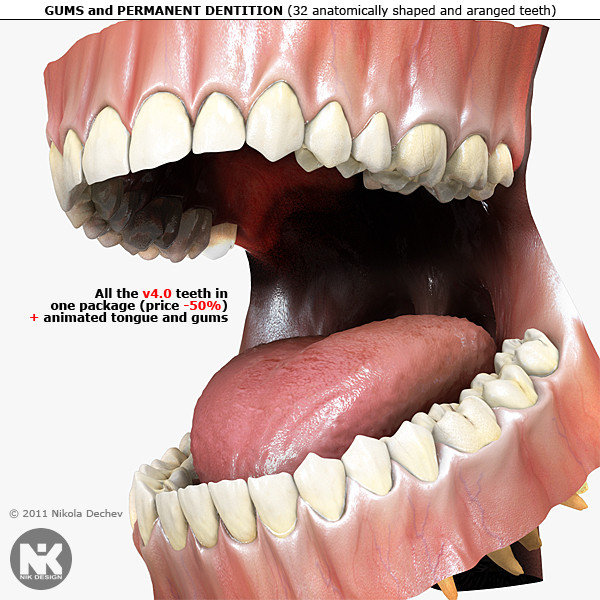 3d v4 0 teeth gums model - Human Gums, Tongue and Teeth v4.0... by Nikola Dechev