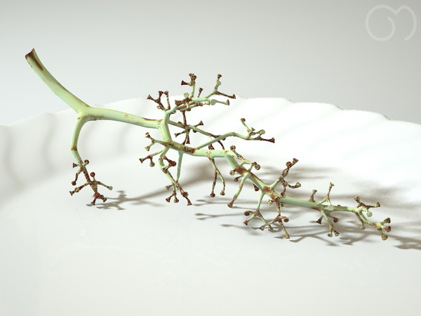 3d model photorealistic white grape - Grape White by goodmesh