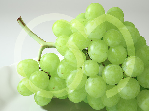 3d model photorealistic white grape - Grape White by goodmesh