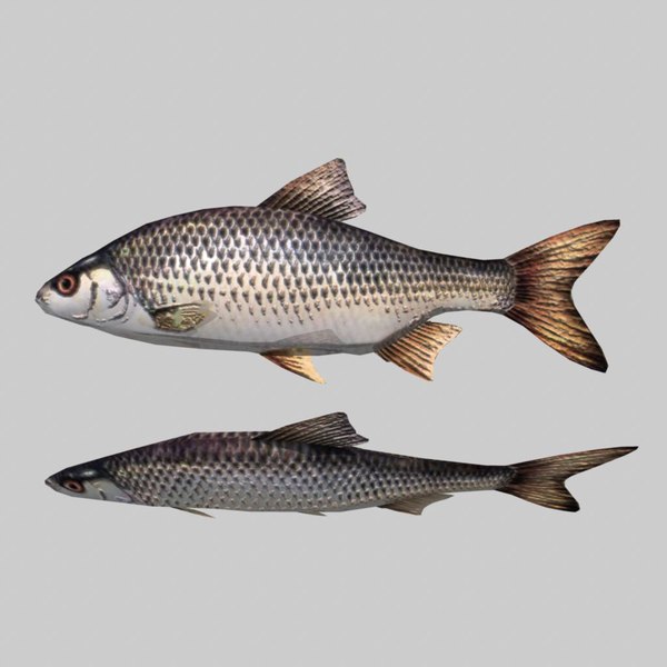 river sea fish fbx - Fish Roach... by icreate