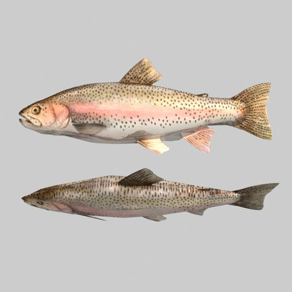 river sea fish x - Fish Rainbow Trout... by icreate